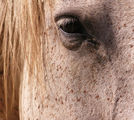 Horse portrait 2 ; comments:2