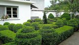 Градината .Топиария 6. topiary ; comments:20