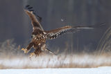 young eagle ; comments:49