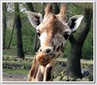 Giraffa camelopardalis ; comments:3