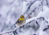 Gold Finch ; comments:20