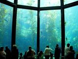 Monterey Bay Aquarium ; comments:3