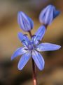 Обикновен синчец (Scilla bifolia) ; comments:21