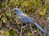 първа среща - http://en.wikipedia.org/wiki/Florida_Scrub_Jay ; comments:17