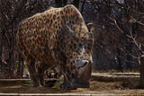 Rhino Becomes a Panther ; Коментари:15