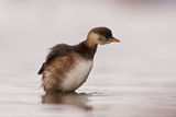 Малък гмурец (Tachybaptus ruficollis) Little grebe ; comments:34