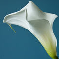 Както може да бъде изящно само едно цвете.... ; comments:8