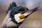 Голям корморан (Phalacrocorax carbo) ; comments:13