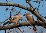 Сойка - Garrulus glandarius. ; comments:14