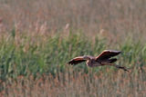 (Ardea purpurea) ; comments:15