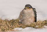 Малък ястреб Paukstvanagis (Accipiter nisus) Eurasian Sparrowhawk, млада женска ; comments:34