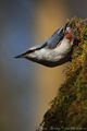 Горска зидарка Sitta europaea Eurasian Nuthatch Bukutis ; comments:20