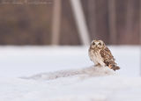 Блатна сова Asio flammeus Short-eared Owl Baline peleda ; Коментари:33