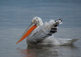 Къдроглав пеликан (Pelecanus crispus) ; comments:13