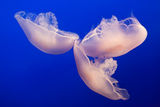Moon Jellies ; comments:17