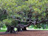 Ficus macrophylla ; comments:40