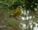 Greenfinch ; comments:12