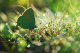 Зелена пеперуда ; comments:13