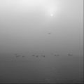 Лодки в мъглата ; Коментари:8