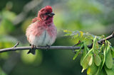 http://www.allaboutbirds.org/guide/Purple_Finch/id ; comments:13