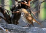 http://www.allaboutbirds.org/guide/hermit_thrush/id ; Коментари:12