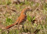 http://www.allaboutbirds.org/guide/Brown_Thrasher/id ; comments:11