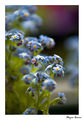 ...forget - me - not... ; comments:20