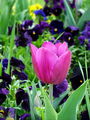 Цветна пролет ; comments:13