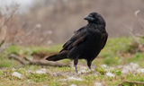 Гарван (Corvus corax) ; Коментари:14