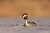 Голям гмурец/Great Crested Grebe /Podiceps cristatus ; Коментари:19