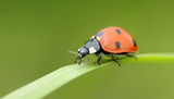 Малко хищно бръмбарче :) ; comments:15