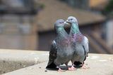 Влюбени гълъбчета ; comments:12