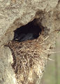 raven&#039;s nest ; Коментари:8