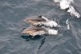 Dolphins ; comments:20