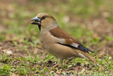 Черешарка Coccothraustes coccothraustes Hawfinch Svilikas ; Коментари:8