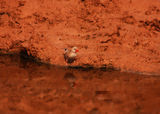 Trumpeter Finch ; Коментари:2