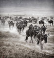 ... wildebeests ; comments:94