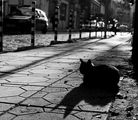 Black cat in contrajour ; comments:3