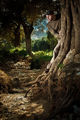Каскетко в маслинената гора ; comments:36