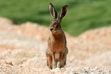 Див заек (Lepus europaeus) ; comments:28