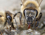 The Bee Activity ; comments:25