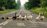 Big Duck Family ; comments:28