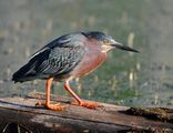 Green Heron- зелена чапла ; comments:17