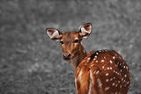 Bambi ; comments:13