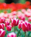 Цветният спомен от една хубава пролетна разходка... ; comments:4
