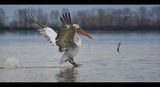 Къдроглав пеликан (Pelecanus crispus) ; Коментари:19