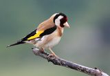 Goldfinch ; comments:10