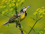 Meadowlark ; comments:18