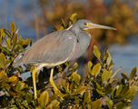 egretta tricolor ; comments:24