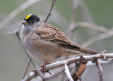 golden crowned sparrow ; comments:4